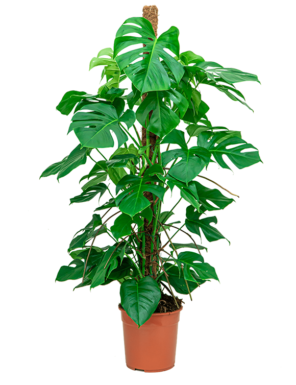 Verzorgingstips Monstera gatenplant